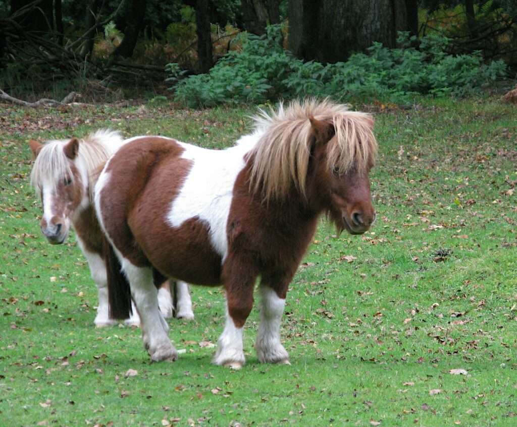 Ponyreiten für Kinder